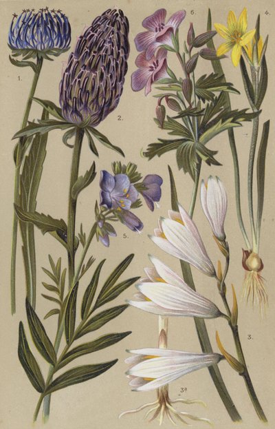 高山植物 作： European School